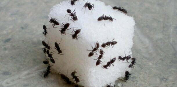 Evdeki Karıncalardan Nasıl Kurtuluruz?