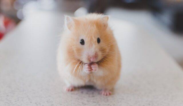 Hamster Fiyatları ve Hamster Bakımı Hakkında Bilmeniz Gerekenler