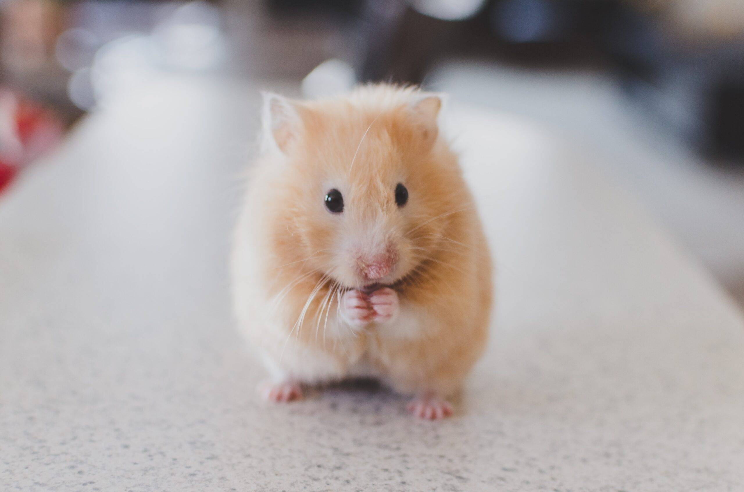 Hamster Fiyatları ve Hamster Bakımı Hakkında Bilmeniz Gerekenler
