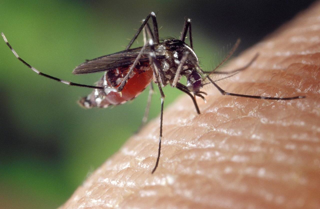 Sivrisineklere Karşı Etkili Korunma Yöntemleri ve Isırık Sonrası İlaçsız Tedavi Yöntemleri