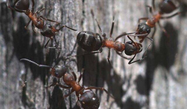 Karıncaların Hayatımıza Katkıları