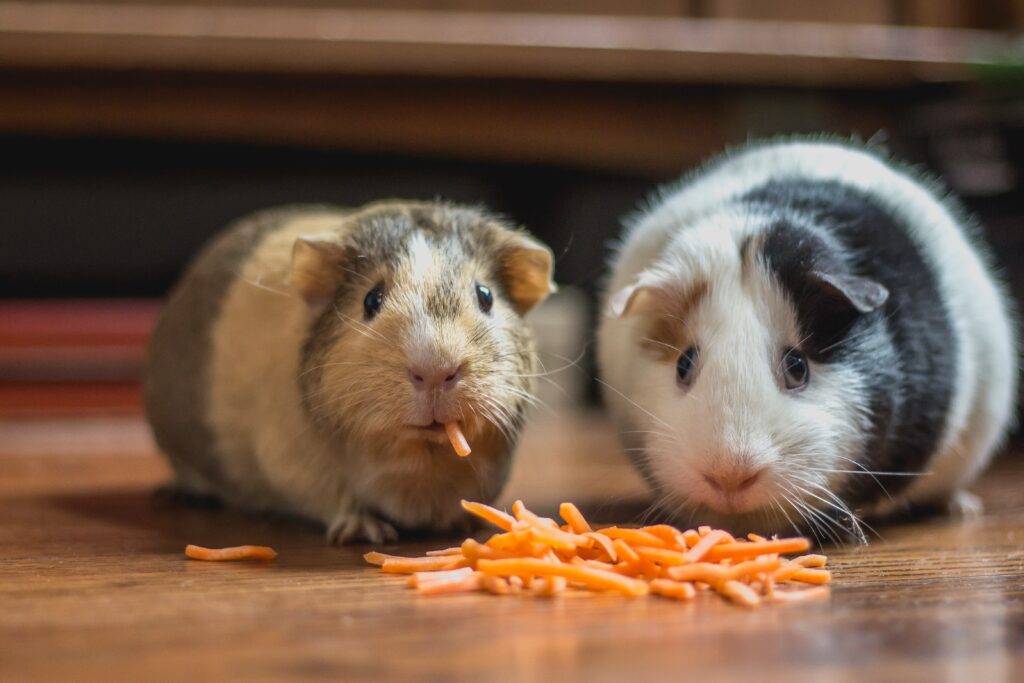 Hamster Fiyatları ve Hamster Bakımı Hakkında Bilmeniz Gerekenler Hamster Fiyatları ve Hamster Bakımı Hakkında Bilmeniz Gerekenler