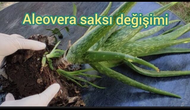 img-000ffa222cfee74c476b2a1ad1826b52