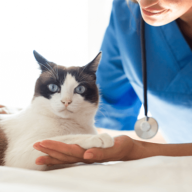 kedi_kusma_nedenleri