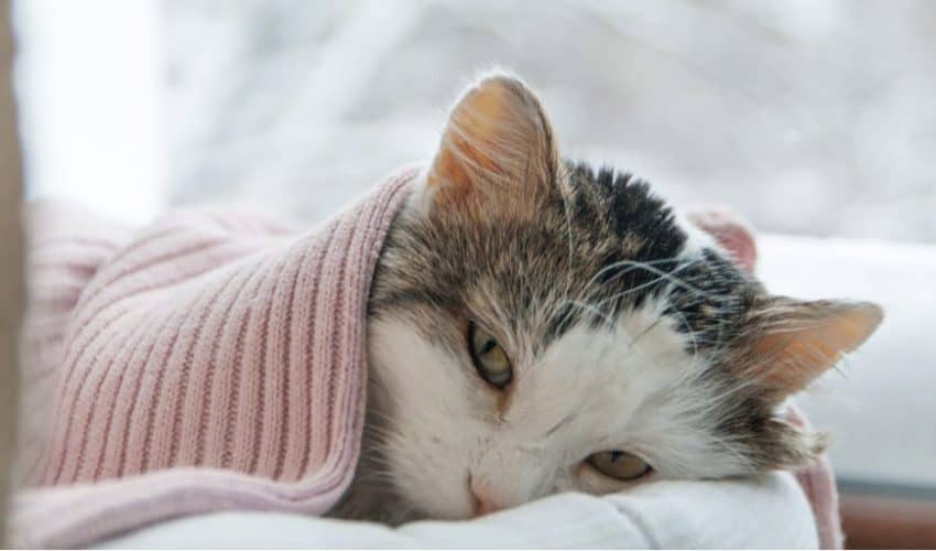 kedi_zehirlenme_belirtileri