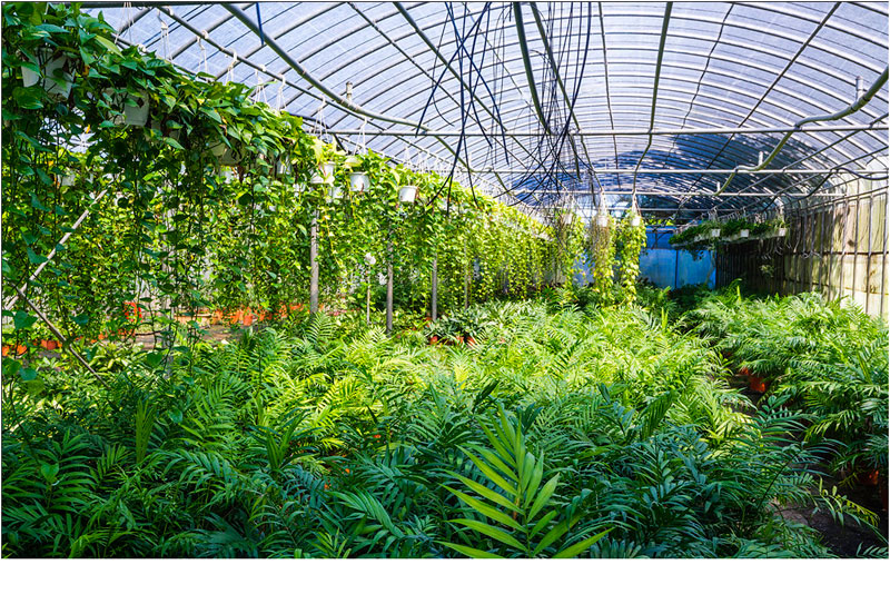 çeşitli_iç_mekan_bitkileri