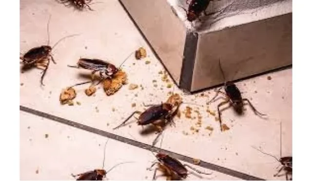 img-8018e5dcaac5650bcd50235f0eba0653