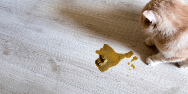 img-da8b2ed875a63ab8b047b4502d0d2384