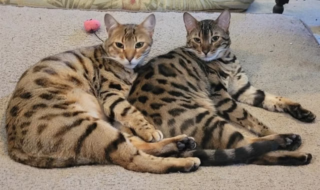 Kediler Neden Kusar? Kusmanın Nedenleri ve Ne Zaman Veteriner Hekime Gidilmeli? kedi kusarken