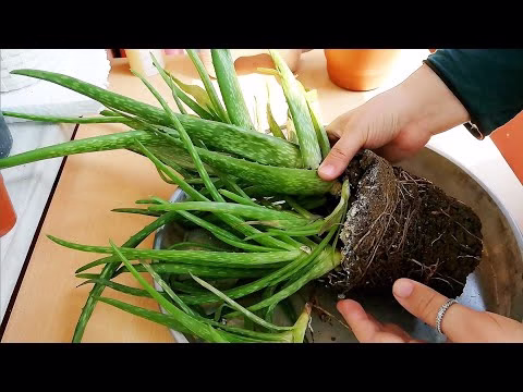 aloe_vera_saksi_degisimi