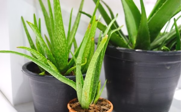 img-8d9d8503530a58269be860f6ac754fad