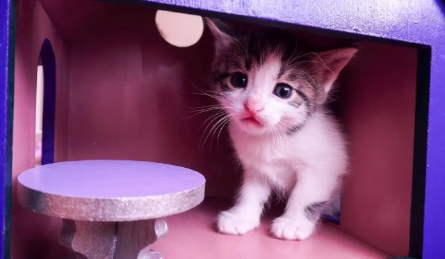 img-e1f48a6dd4af02e7a1fdd0df66ada48d