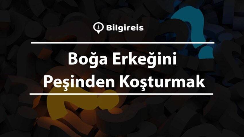 Boğa Erkeğini Peşinden Koşturmak